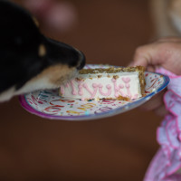 Miyuki eating her pawty cake