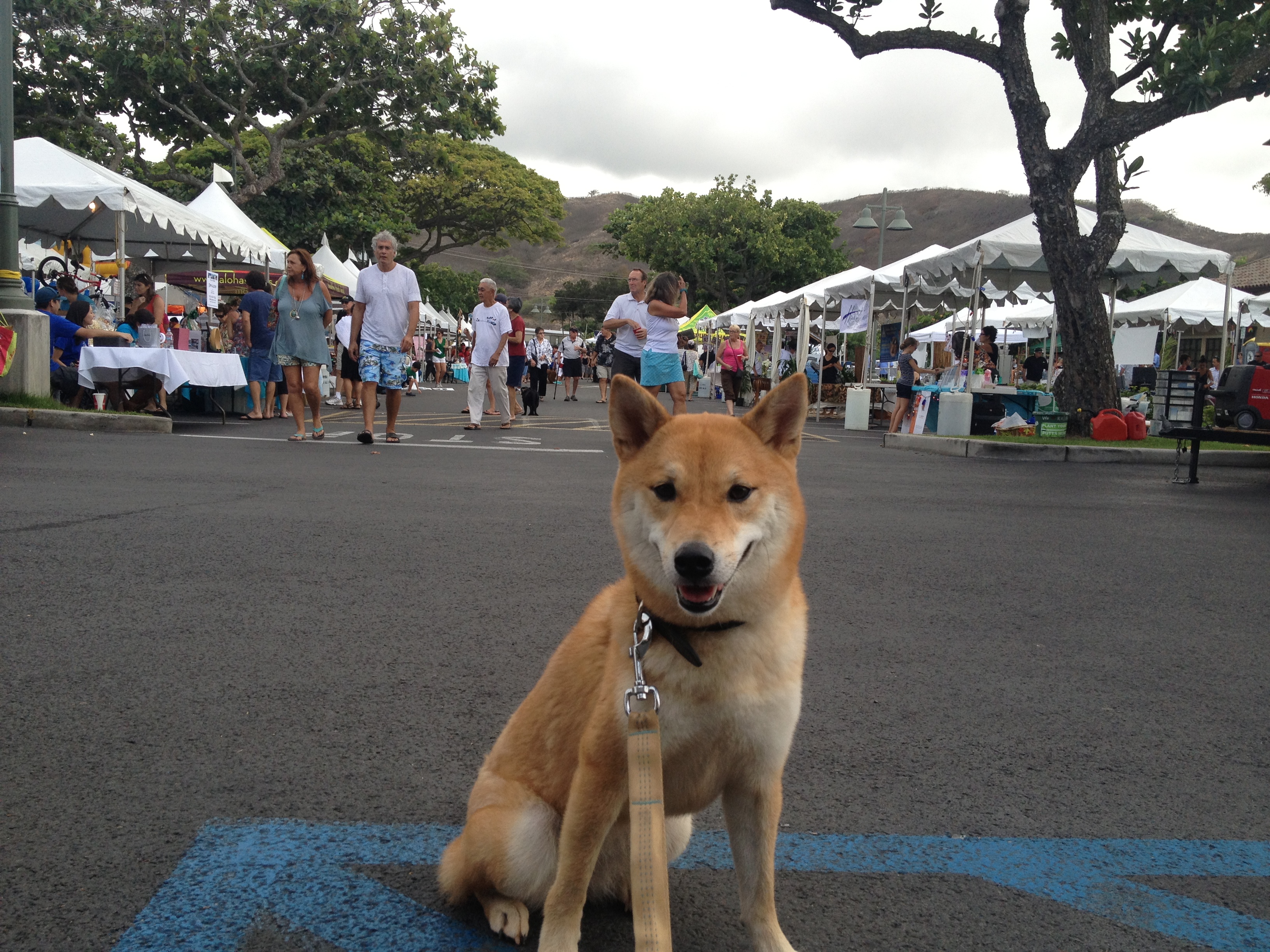 Promoting The Yellow Dog Project at Cool Kailua Nights 2012!
