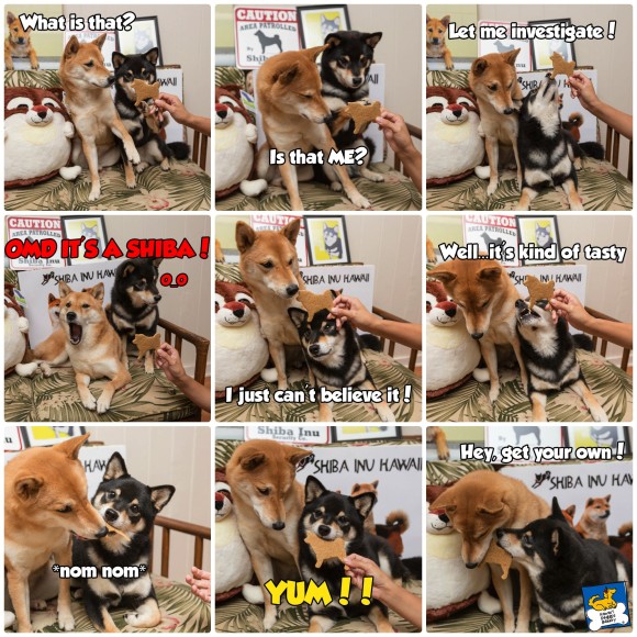 Shiba Inu biscuit collage