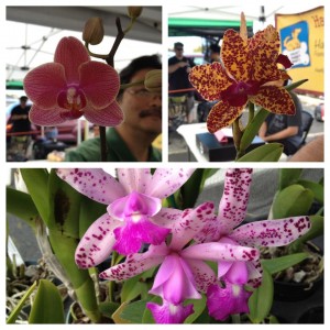 Nuuanu Orchids