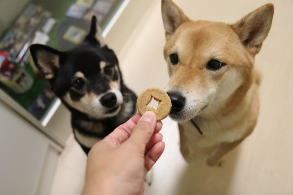 firefox girls want a chinese coin biscuit