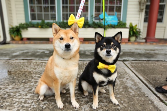 yellow dog project - bows - katsu and kuri