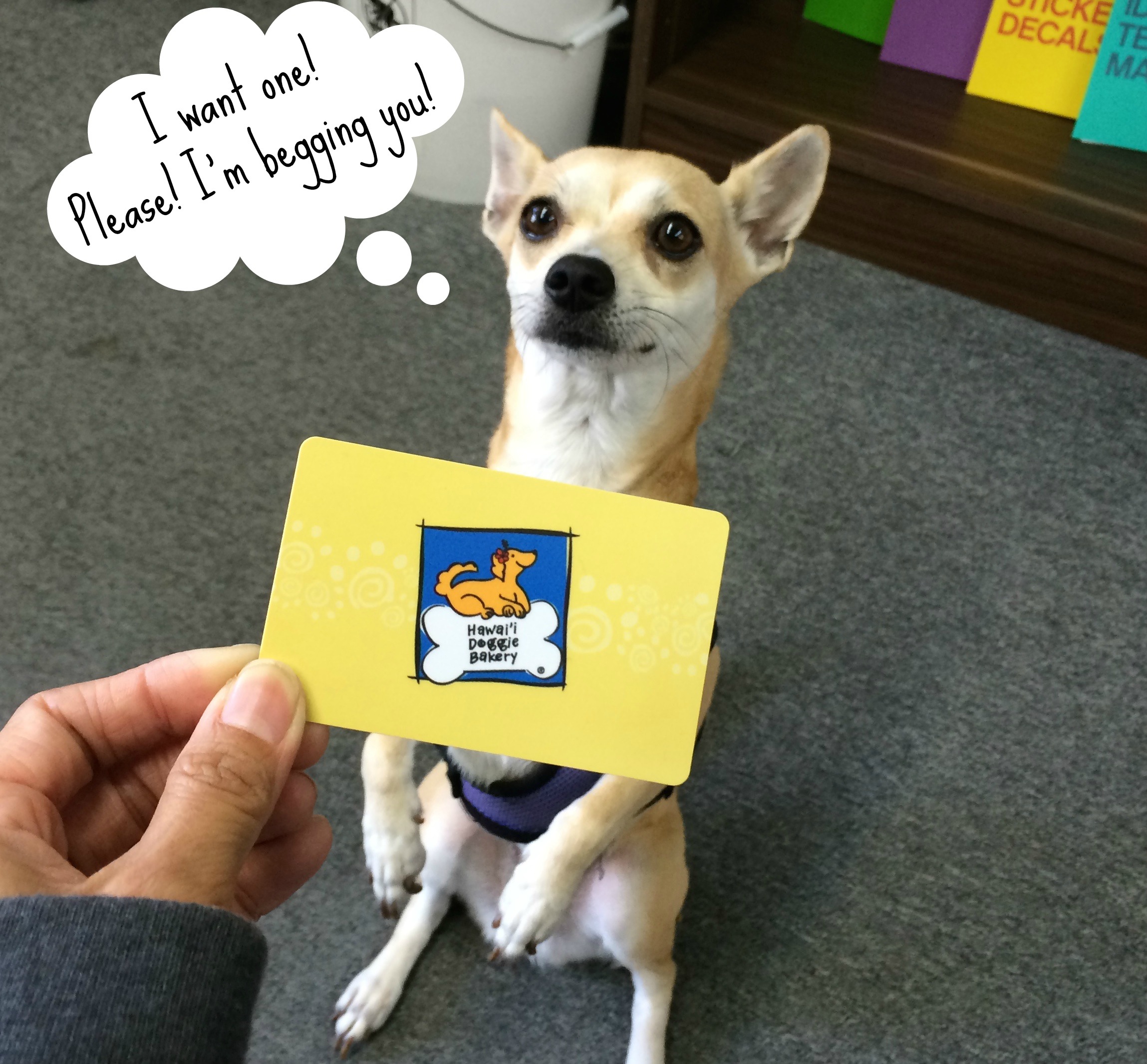 Announcing Hawai`i Doggie Bakery Gift Cards!