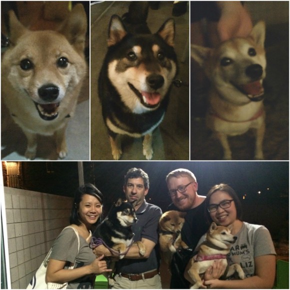 Shibas Taro, Kiyomi, and Rinji and their paw-rents Tracy, Sam and Kyle enjoyed some dinner with Niki at Angels Trumpet Ale House.