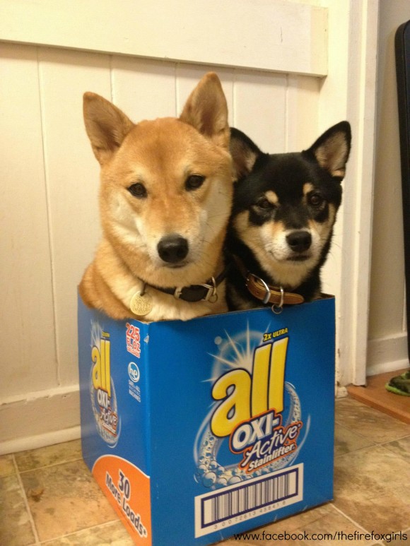 Katsumi and Kuri Firefox - Shibas in a box