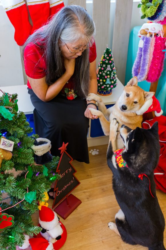 Animal Communicators Hawaii: What do you want for Xmas?