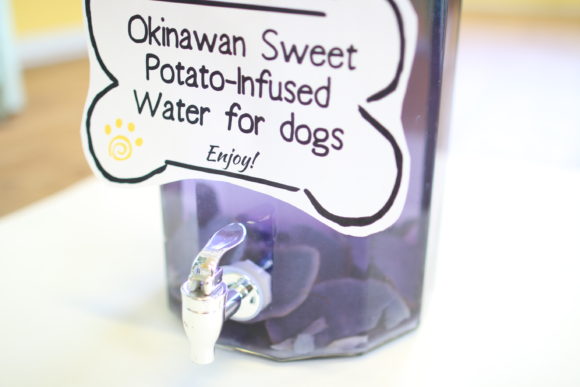 Sweet Potato-Infused Water for dogs