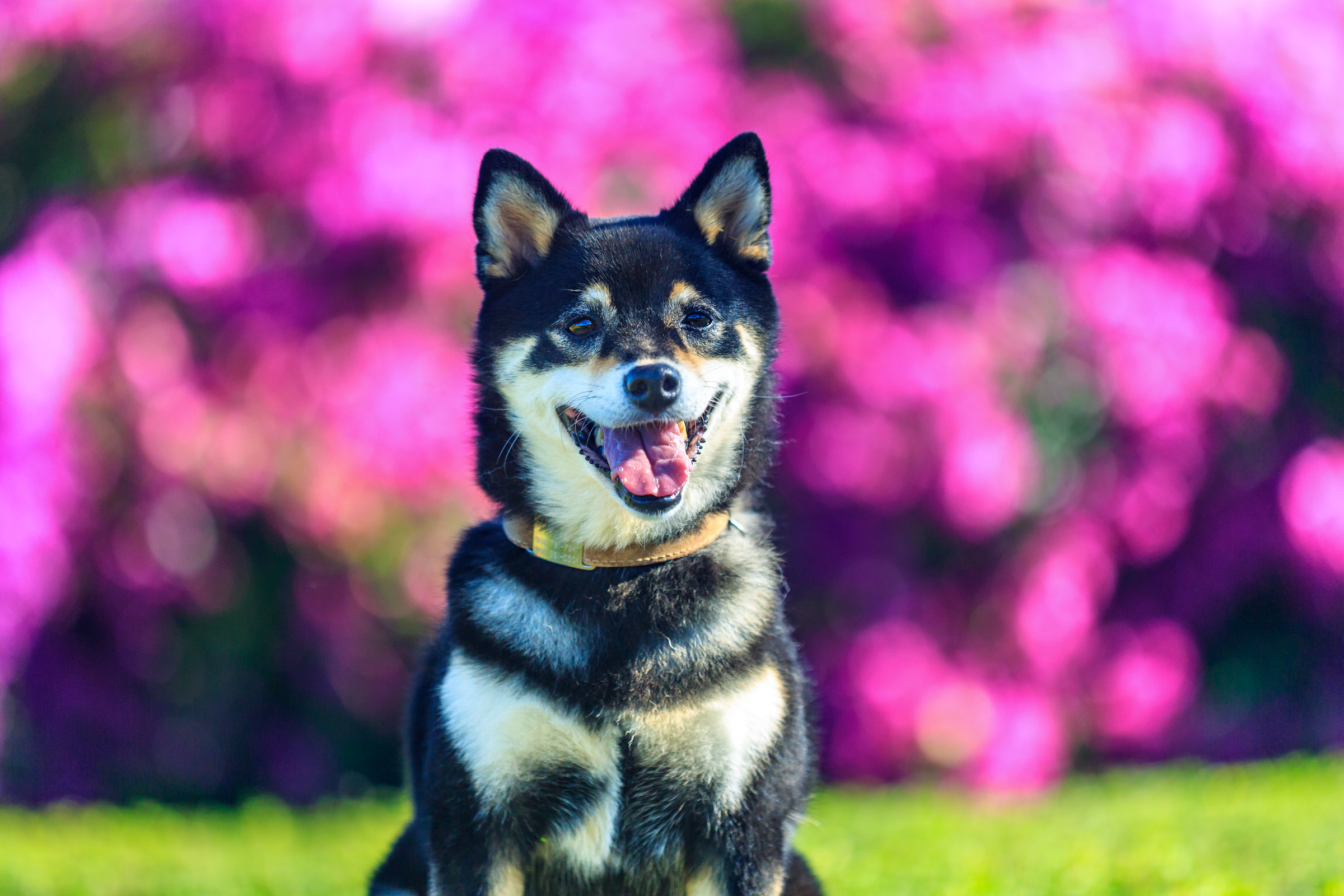 Guest Blog: Behind the Scenes of a Doggie Photoshoot | Hawaii Doggie Bakery